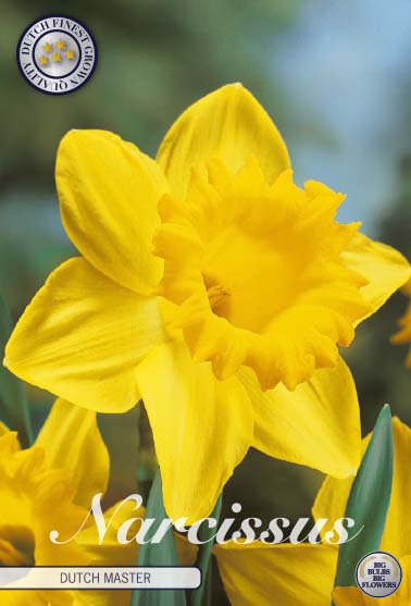 Narcis Truba - Dutch Master - 15 kom