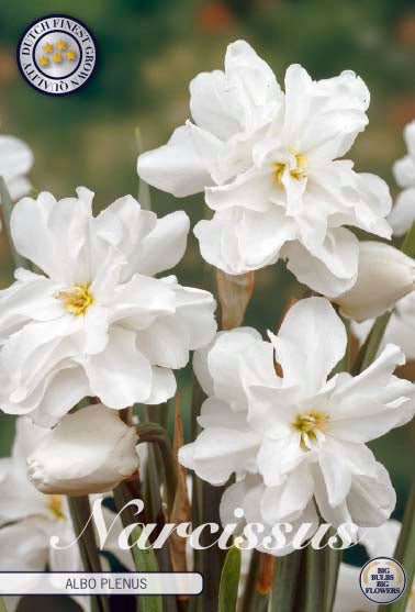 Narciso Botanico - Bianco Pieno - 12/14 - 5 pz