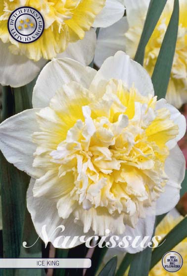 Narcis Double - Ice King - 14/16 - 5 Stk