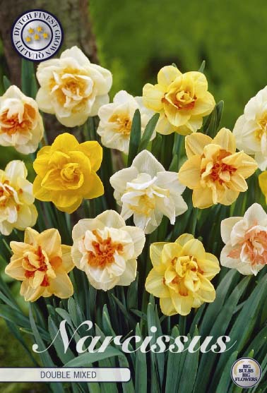 Narcis Dubbel - Gemengd - 14/16 - 12 stuks