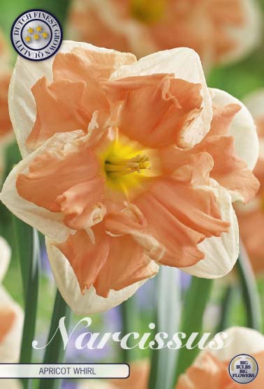 Narcis Splitcrown -  Apricot Whirl - 14/16 - 5 pcs