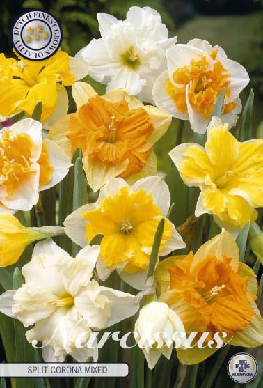 Narcis Splitcrown - Mix - 14/16 - 5 pz