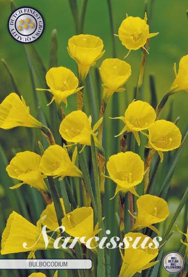 Botánico Narcis - Bulboconium - 8/10 - 10 piezas