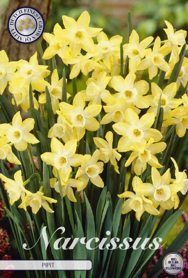 Narcis Botanical - Pipit - 12/+ - 7 pcs