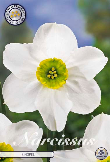 Narcis Botanical - Sinopel - 12/14 - 5 pz