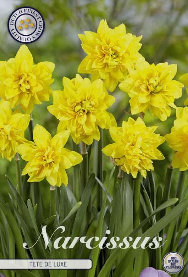 Narcis Botanical - Tête Deluxe - 12/14 - 7 pcs