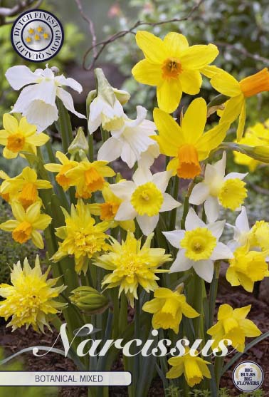 Narcis Botanical - Mixt - 20 buc