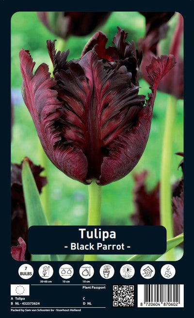 Tulip Parrot - Black Parrot - 12/+ - 7 pcs