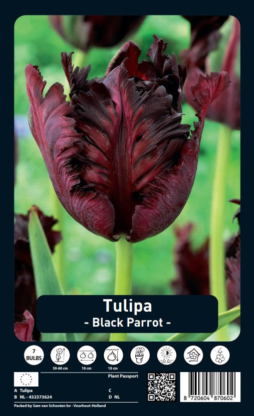 Tulp Papegaai - Zwarte Papegaai - 12/+ - 7 st