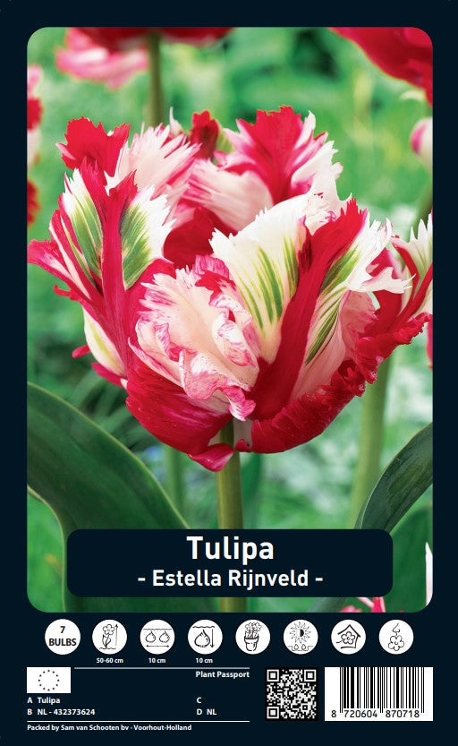 Papiga tulipan - Estella Rijnveld - 7 kom