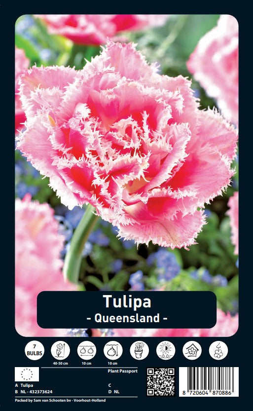 Tulipe à double frange - Queensland - 7 pcs