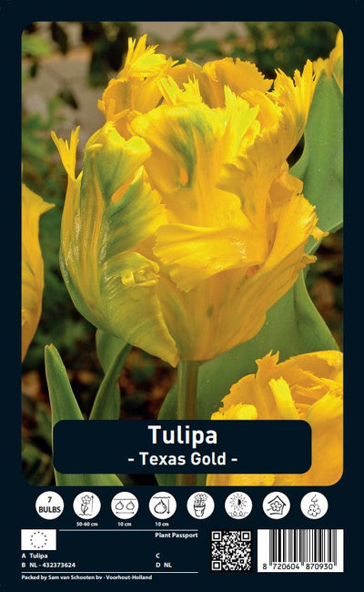 Tulip Parrot - Texas Gold - 12/+ - 7 pcs