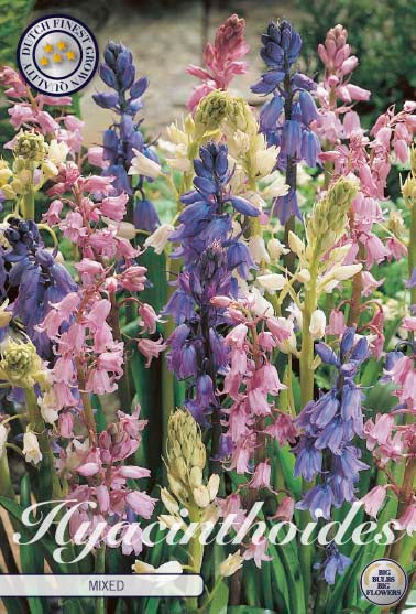 Spanish Bluebells - Mix - 8/9 - 10 pcs