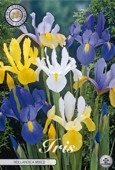 Iris Hollandica - Mixt - 40 buc (există)