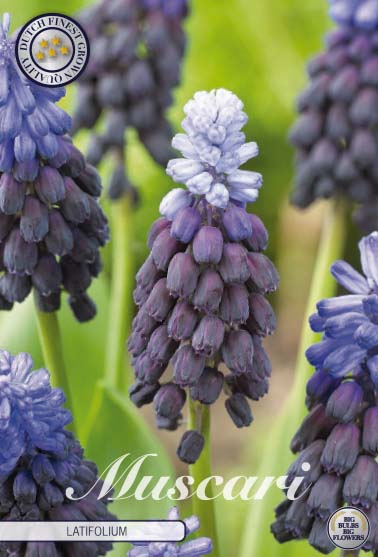 Muscari - Latifolium - 5/6 - 15 Stück