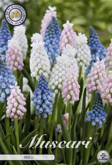 Muscari - Gemengd - 8/9 - 30 stuks