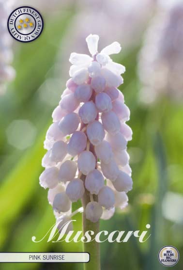 Muscari - Pink Sunrise - 5 buc