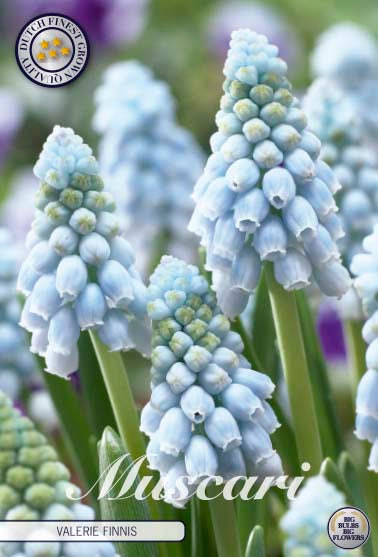 Muscari - Valérie Finnis - 8/9 - 20 pcs