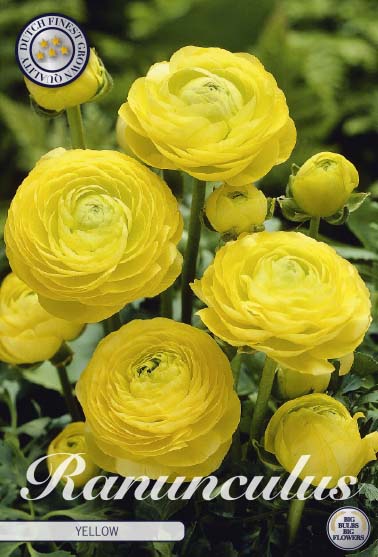 Ranunculus - Yellow - 6/7 - 10 pcs