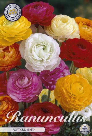 Ranunculus - Gemengd - 6/7 - 25 stuks