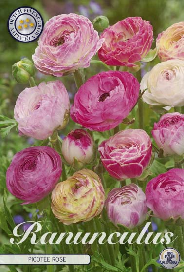 Ranunculus - Picotee Rose - 6/7 - 10 pcs