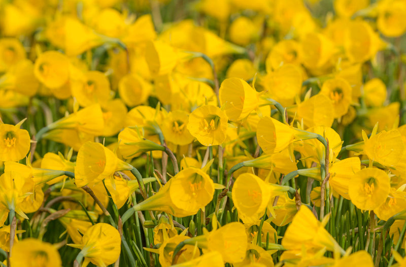 Botánico Narcis - Bulboconium - 8/10 - 10 piezas