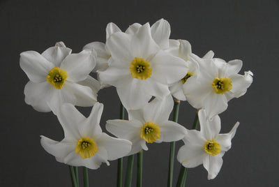 Narcis Botanical - Sinopel - 5 kom