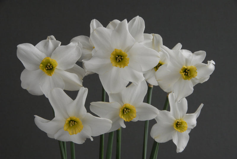 Narcis Botanisch - Sinopel - 12/14 - 5 st