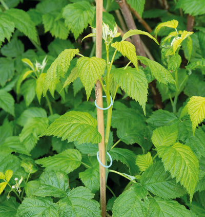 Anillos de soporte para plantas