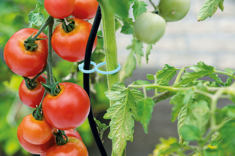 Tomaten-/Pflanzenklammern – 15 Stück