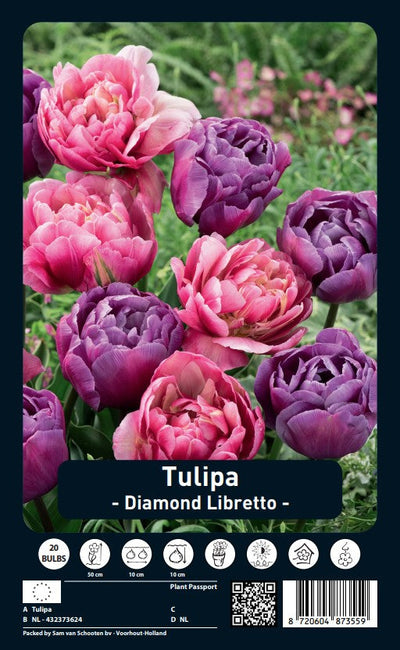 Tulipan - Diamond Libretto - 12/+ - 20 kom