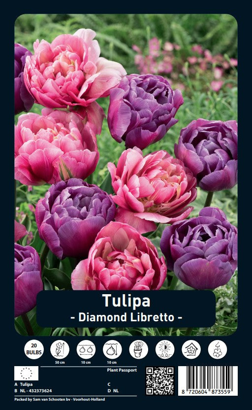 Tulipe - Diamond Libretto - 12/+ - 20 pcs