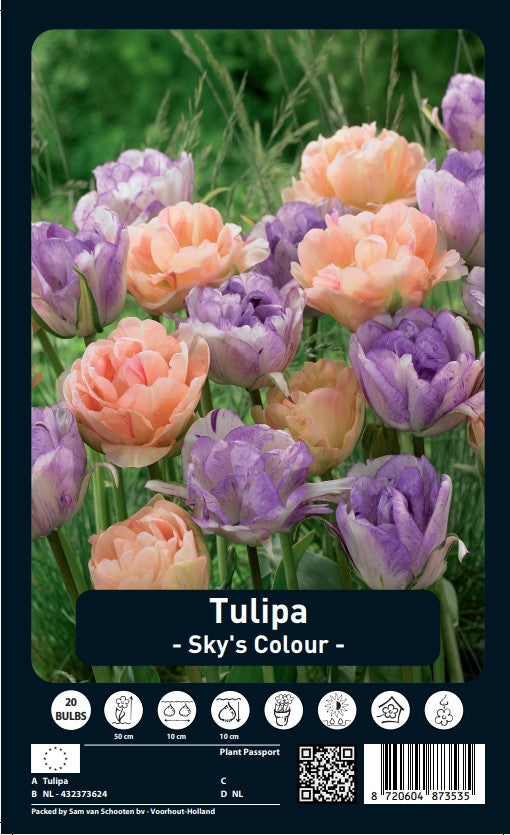 Tulipano - Colore del cielo - 12/+ - 20 pz