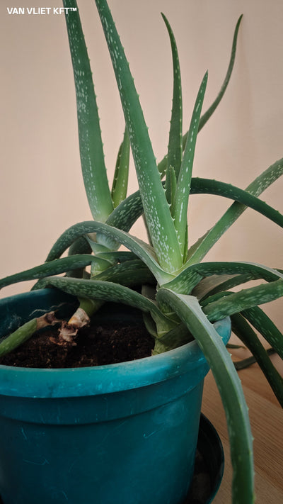 Aloe Vera – 8 Samen