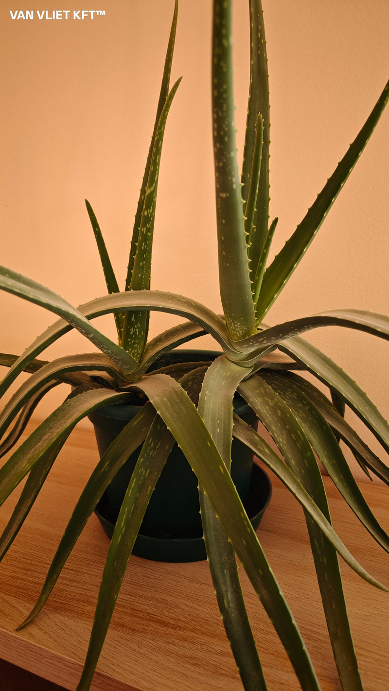 Aloe Vera – 8 Samen