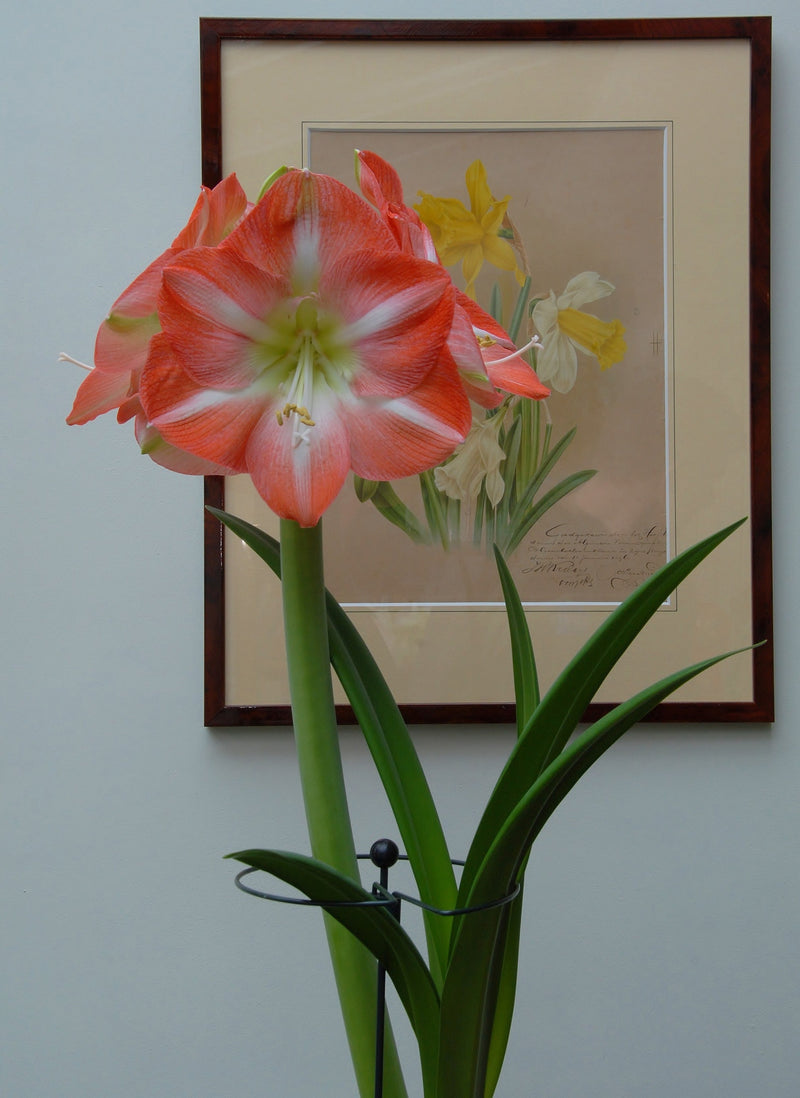 Amaryllis - Amsterdam - 30/32