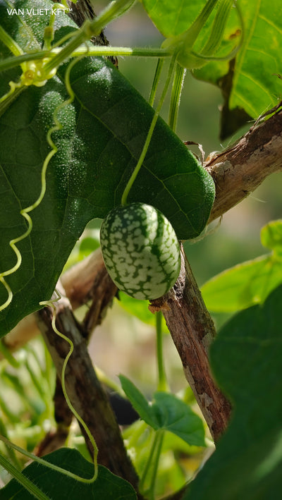 Mouse Melon - Cucamelon - 15 Seeds