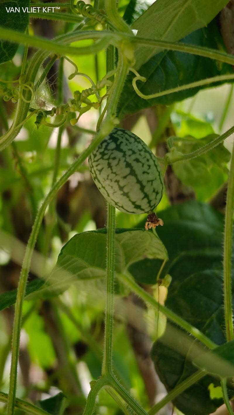 Mouse Melon - Cucamelon - 15 Seeds