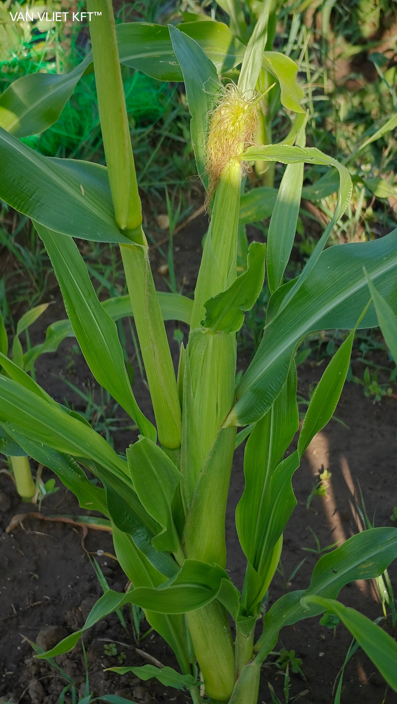 Sweet Corn - Golden Bantam - 8g