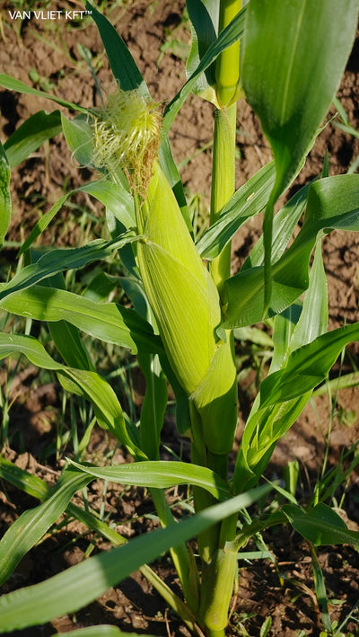 Maíz Dulce - Bantam Dorado - 8g