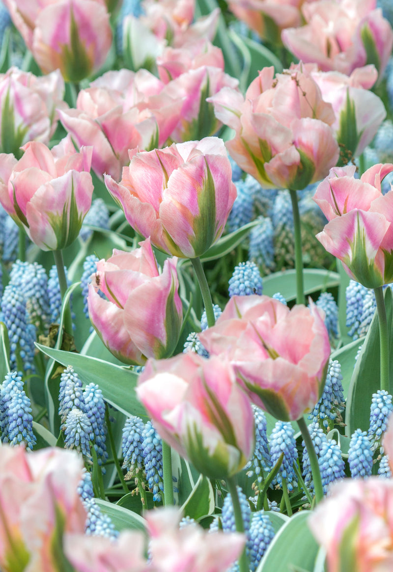 Tulipe Viridiflora - China Town - 7 pcs