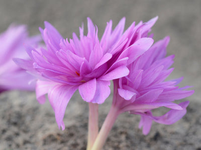 Colchicum - Nenúfar - 14/16 - 1 uds.