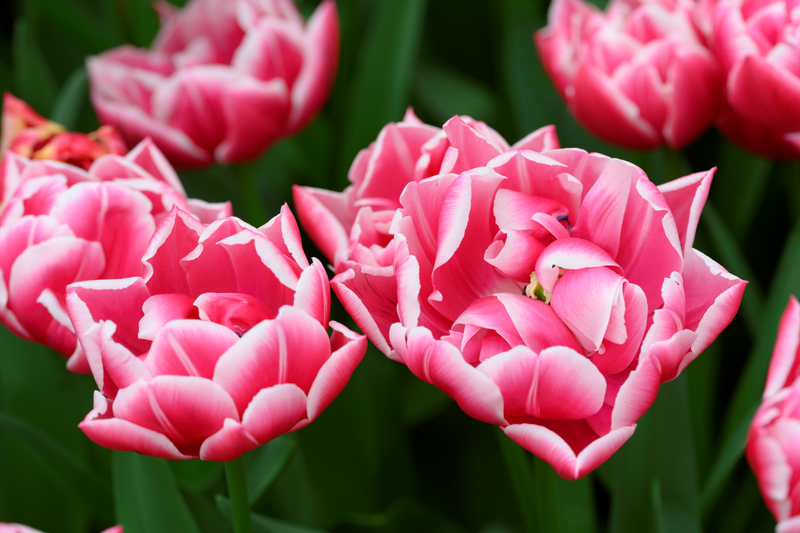 Tulip Double Early - Columbus - 12/+ - 7 pcs