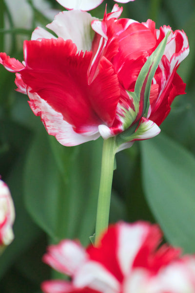 Tulip Parrot - Estella Rijnveld - 12/+ - 7 pcs