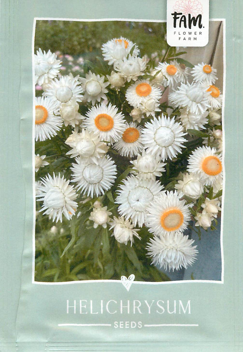 Helichrysum - Silvery White - 250 sjemenki