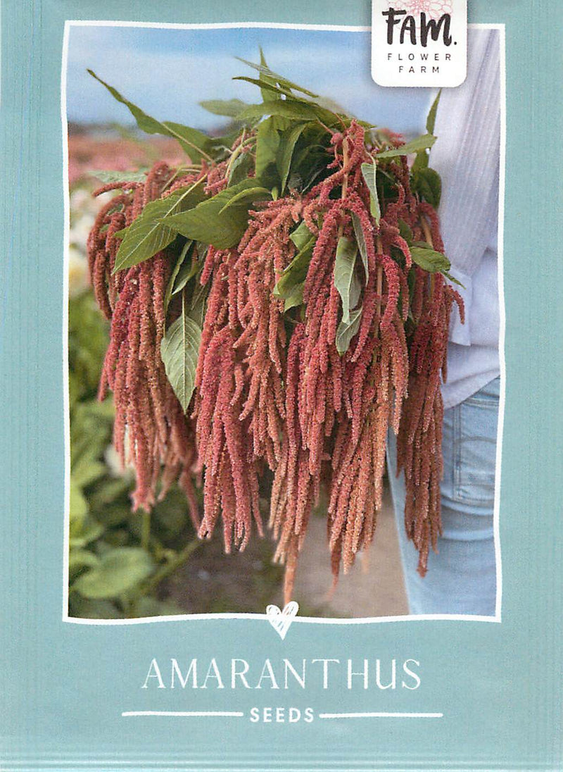 Amaranthus - Coral Fountain - 375 sjemenki