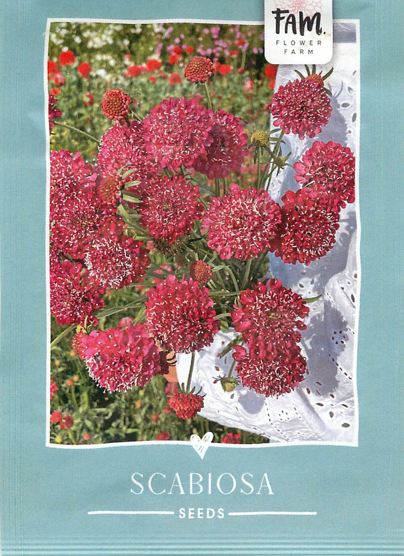 Scabiosa - Rey del Fuego - 100 Semillas