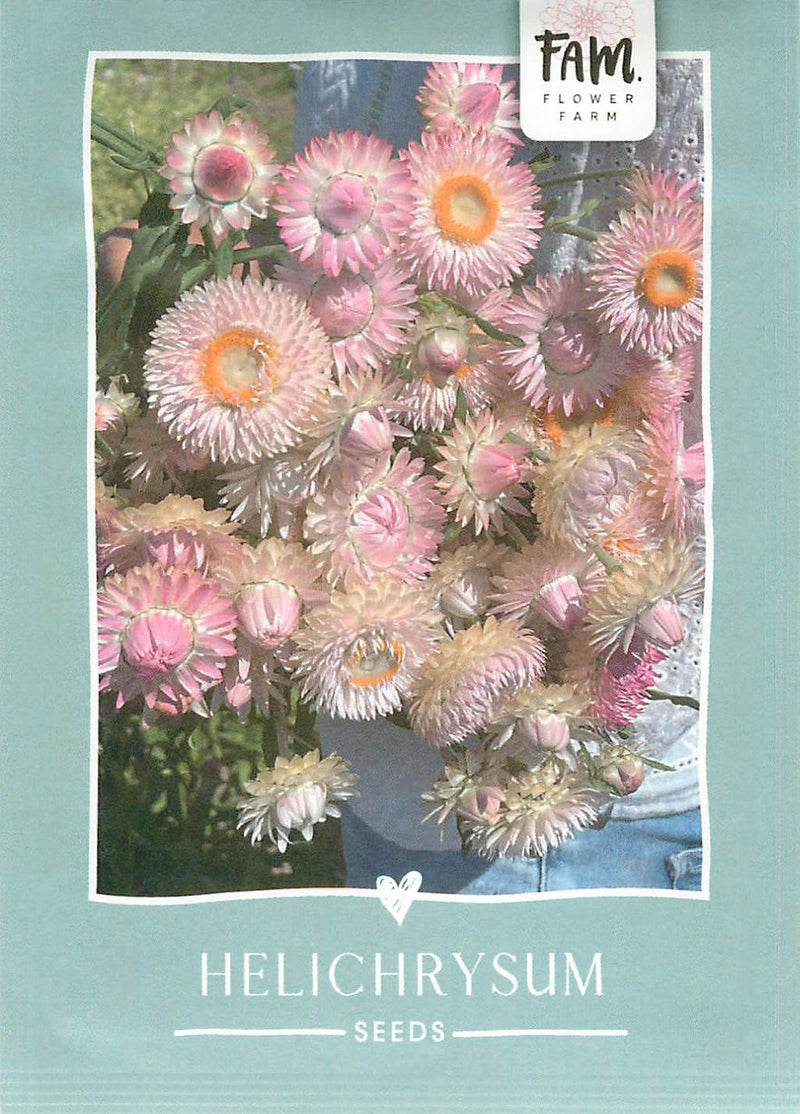 Helichrysum - Silvery Rose - 250 zaden