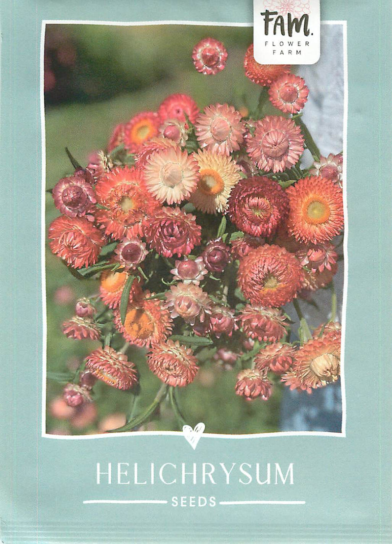 Helichrysum - King Size Salmon - 300 sjemenki