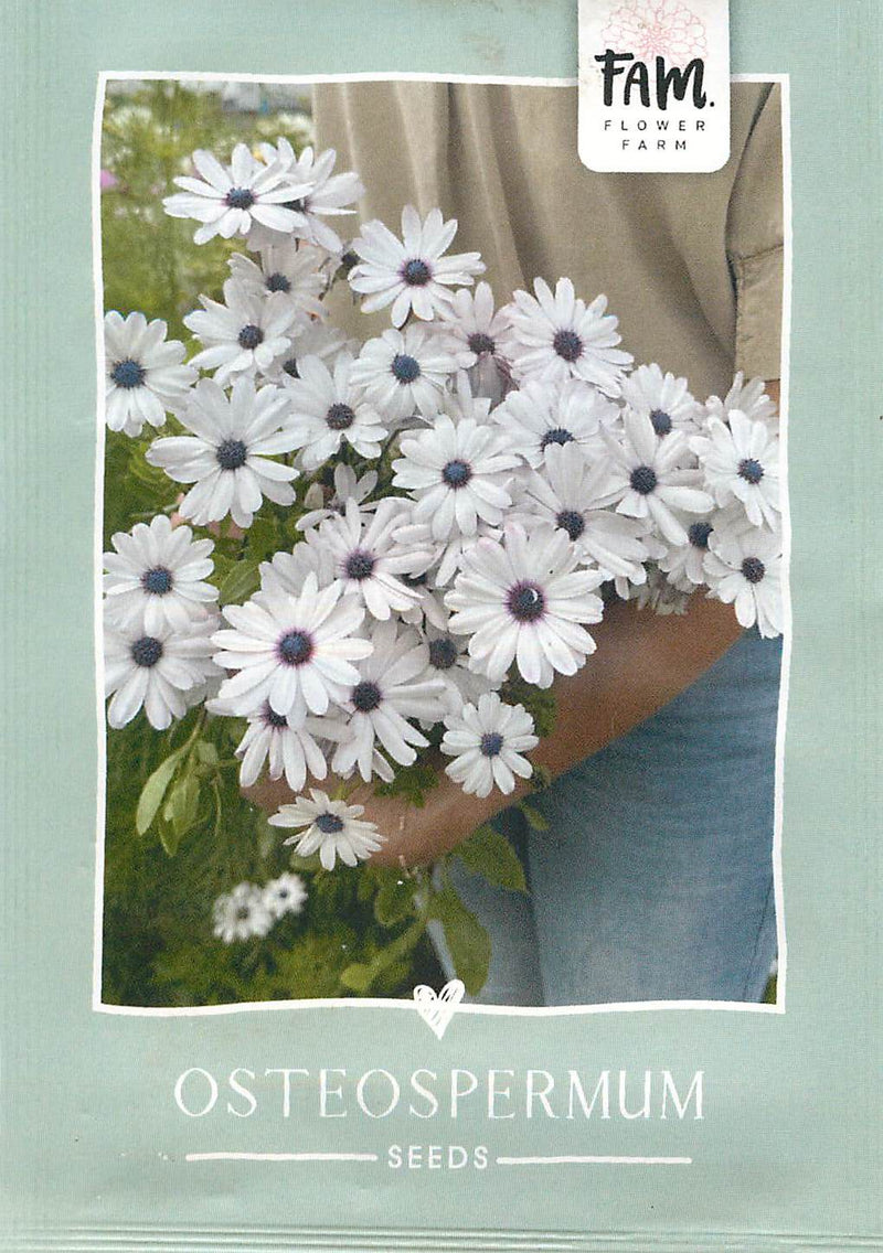 Osteospermum - Sky and Ice - 90 Seeds